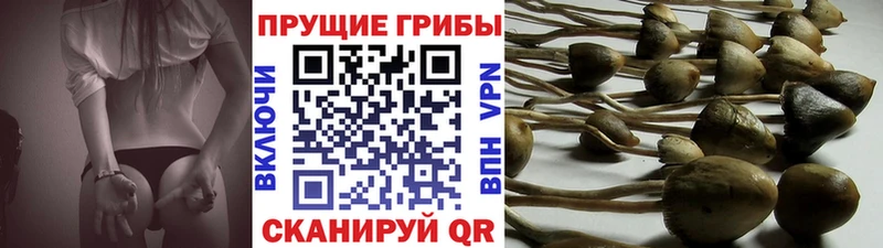 Псилоцибиновые грибы MAGIC MUSHROOMS где купить наркоту Петухово